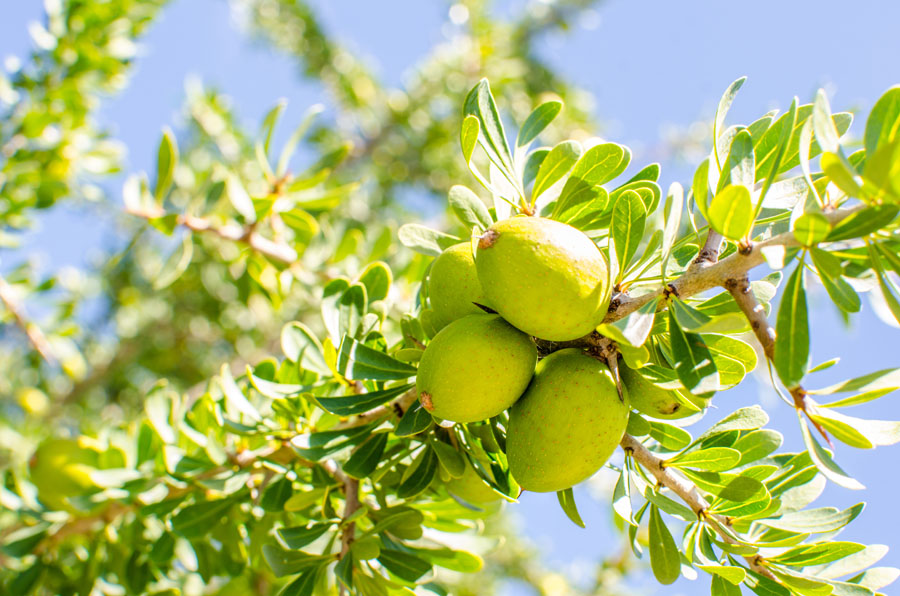 Cracking The Secret Of Argan Oil